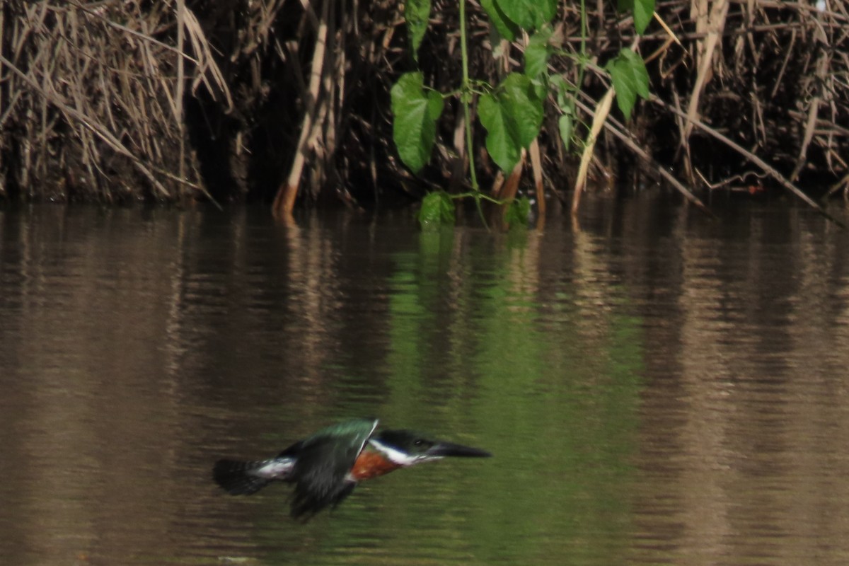 Amazon Kingfisher - ML644604805