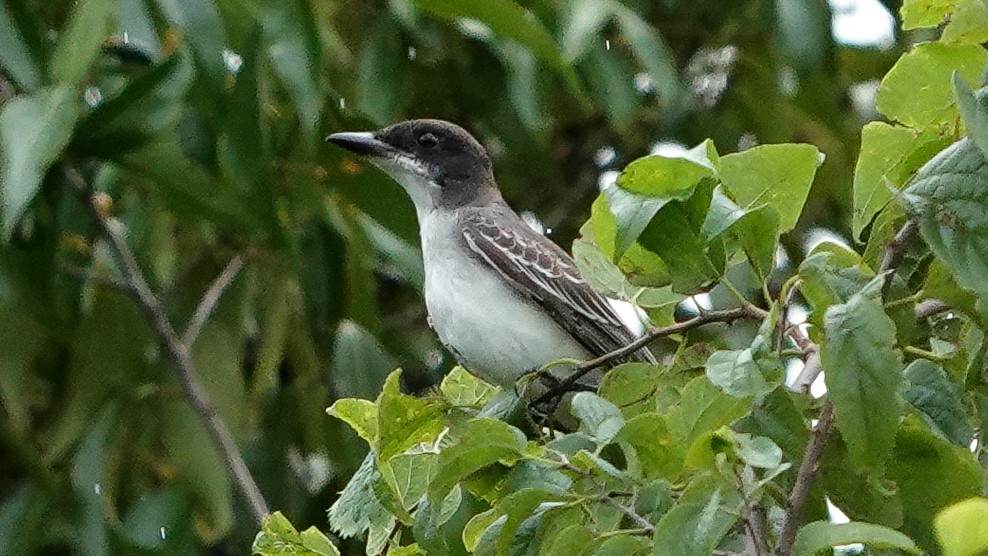 østkongetyrann - ML644604809