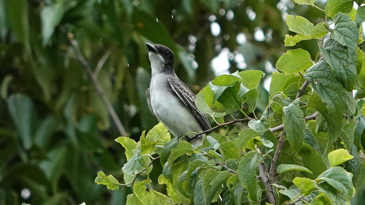 østkongetyrann - ML644604810