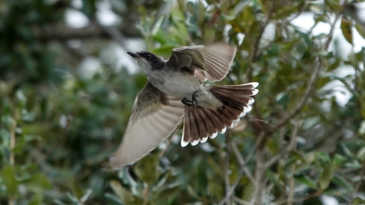 østkongetyrann - ML644604811