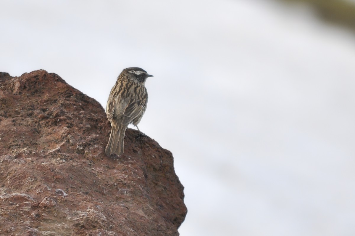 Sürmeli Dağbülbülü (ocularis) - ML644604812