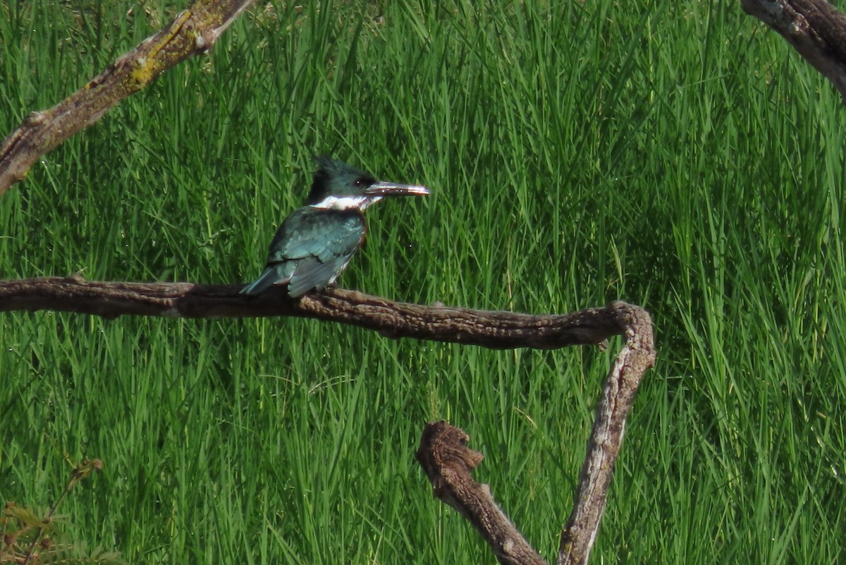 Amazon Kingfisher - ML644604814