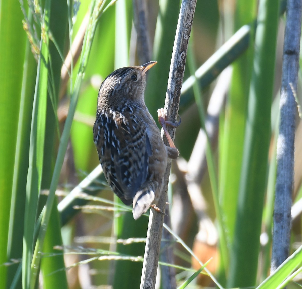 Тростниковый крапивник - ML644604816