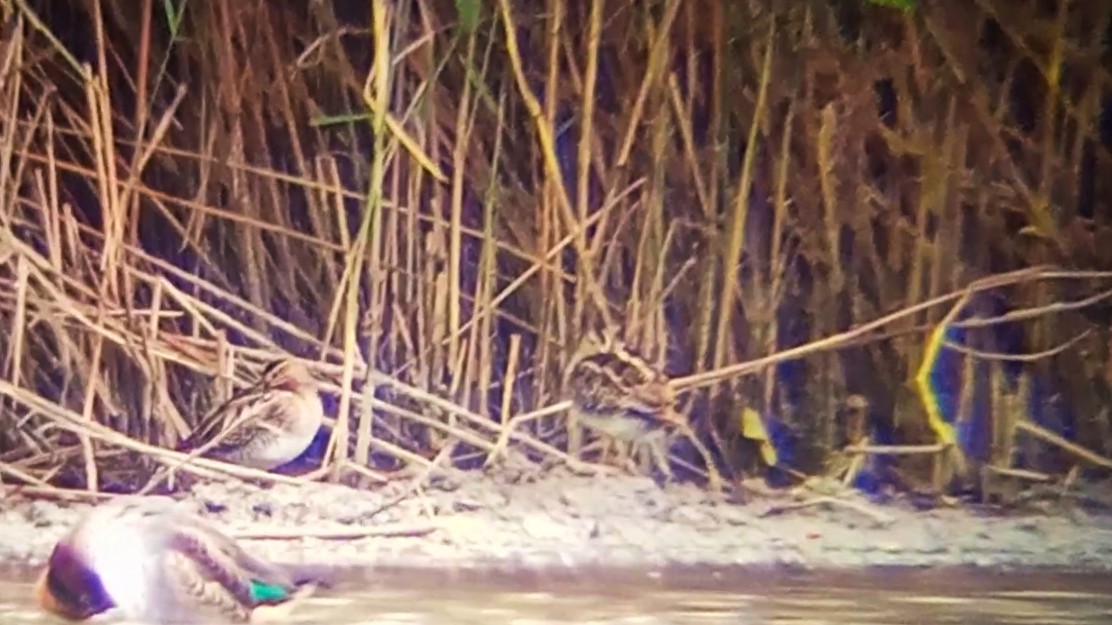 Agachadiza Común - ML644604830