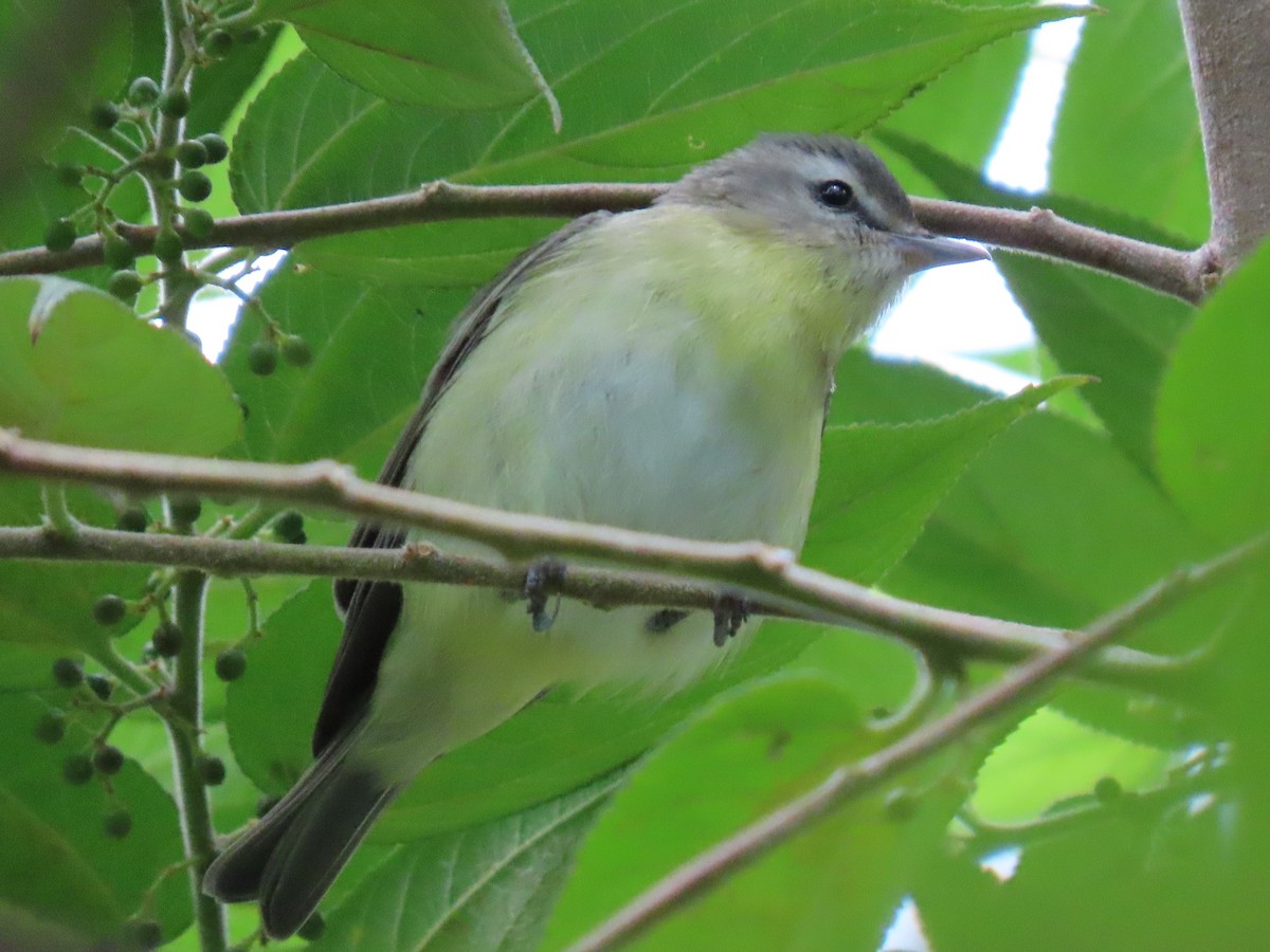 Philadelphia Vireo - ML644604831