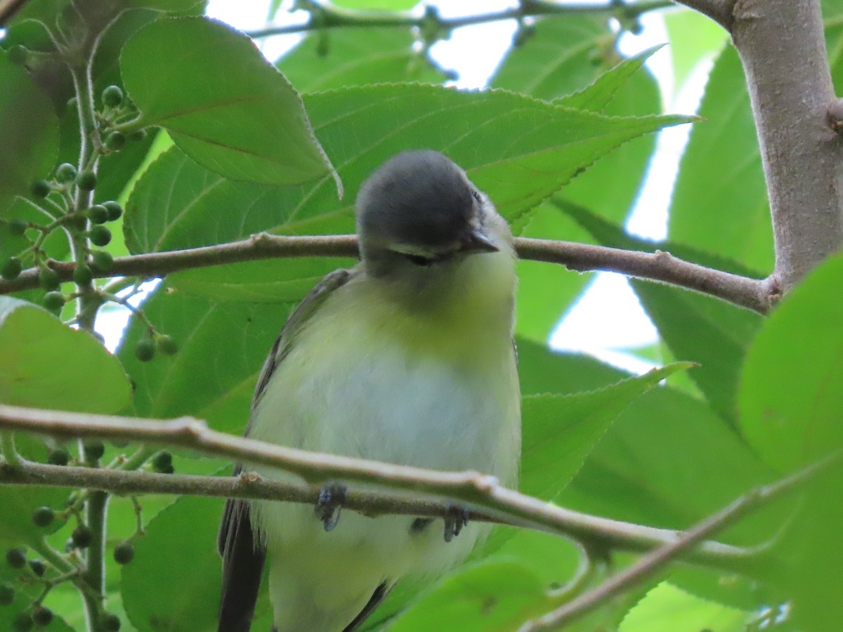 Philadelphia Vireo - ML644604832