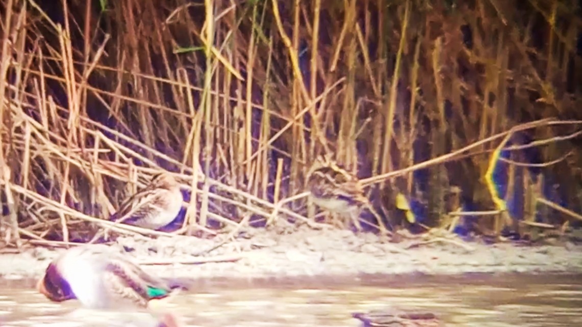 Agachadiza Común - ML644604833