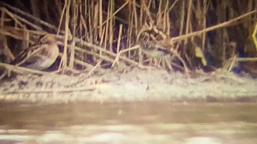 Agachadiza Común - ML644604834