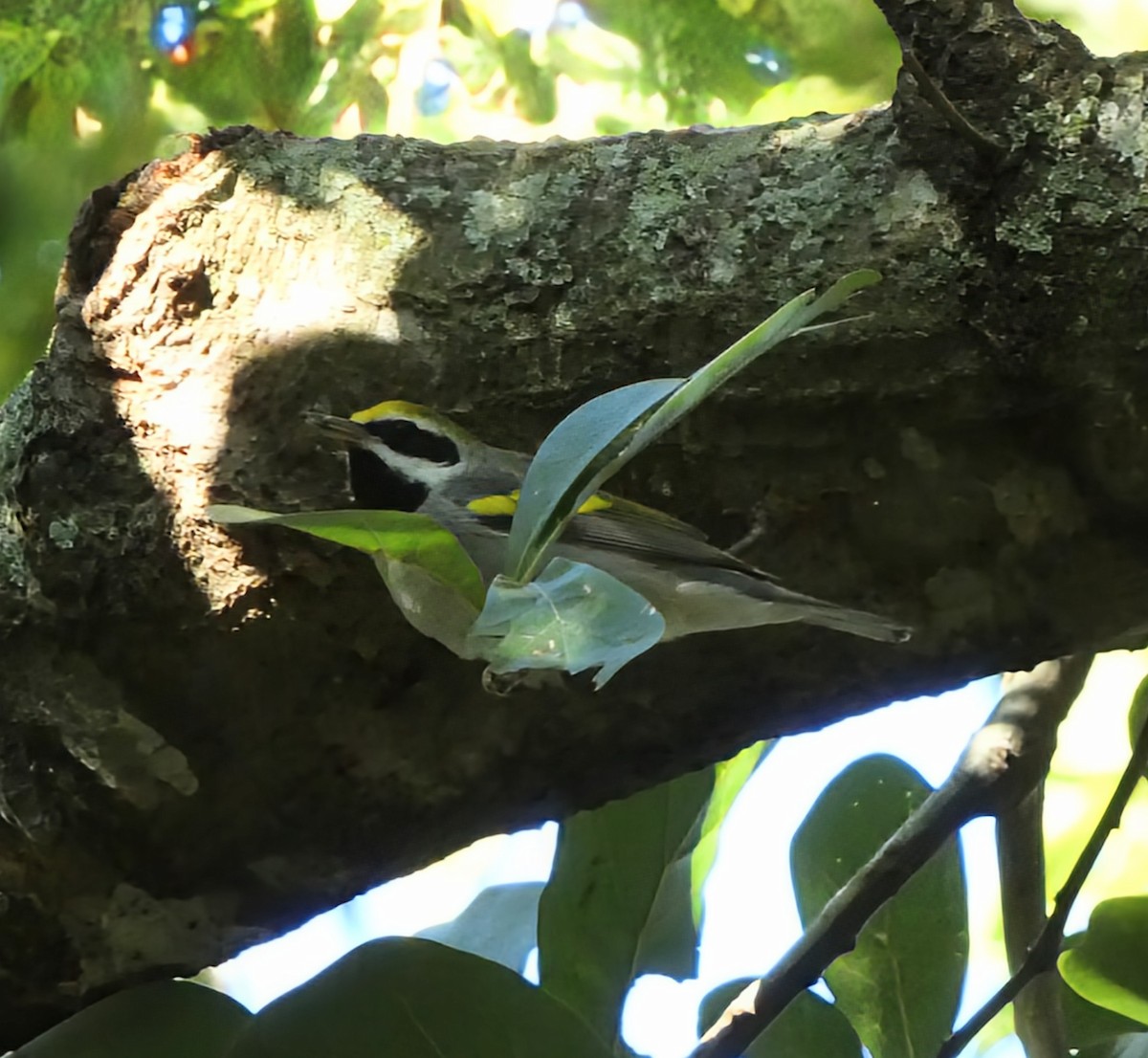 Golden-winged Warbler - ML644604836