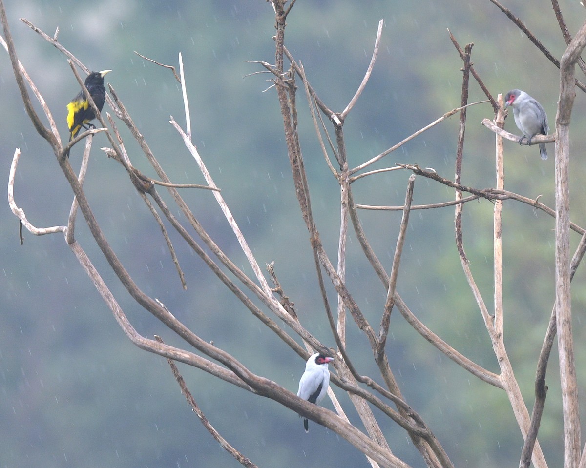 Tityre masqué - ML644604838