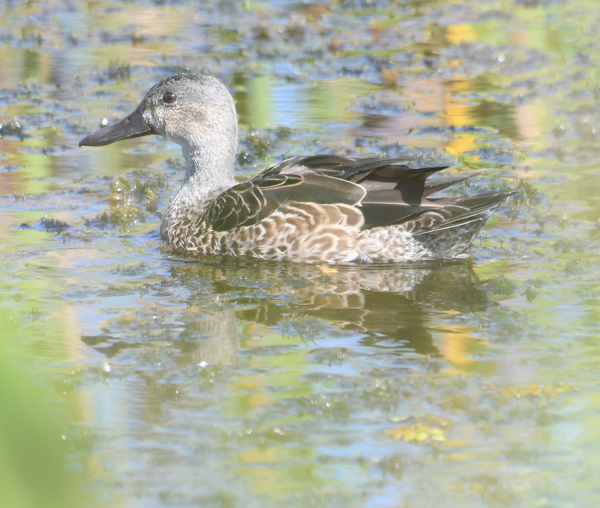 ミカヅキシマアジ - ML644604839