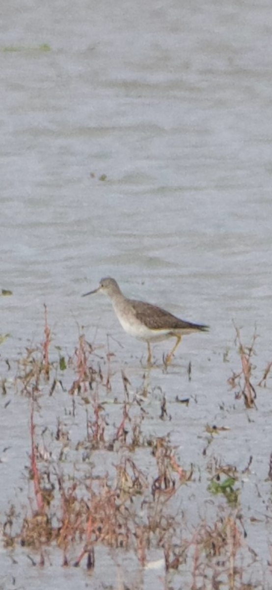 Lesser Yellowlegs - ML644604840