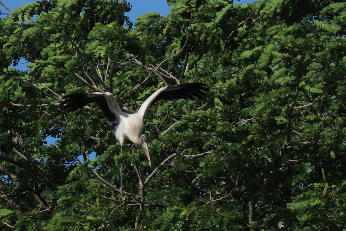 Wood Stork - ML644604842