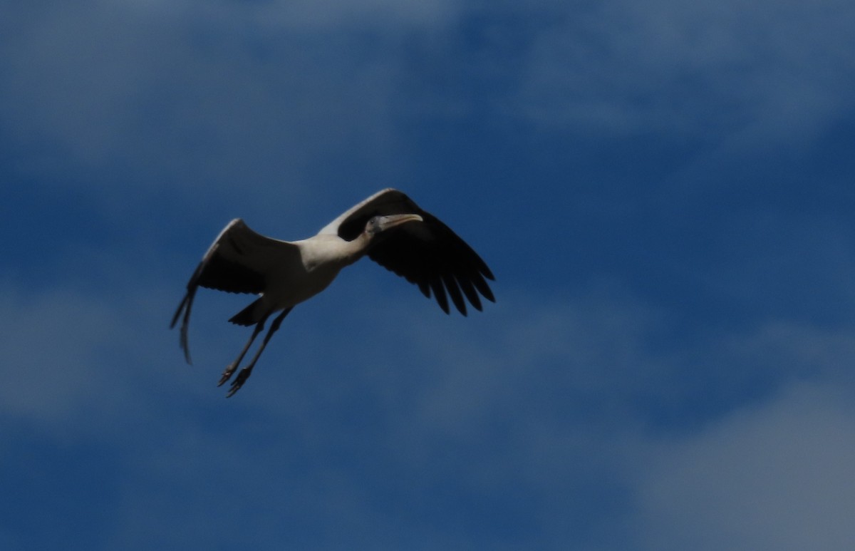Wood Stork - ML644604847