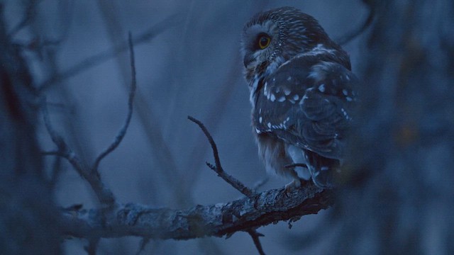 Northern Saw-whet Owl - ML644604852