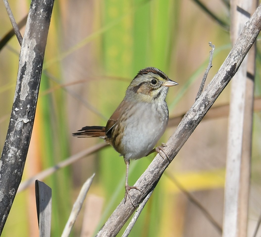 Swamp Sparrow - ML644604857
