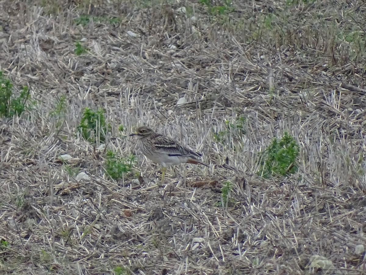 Eurasian Thick-knee - ML644604859