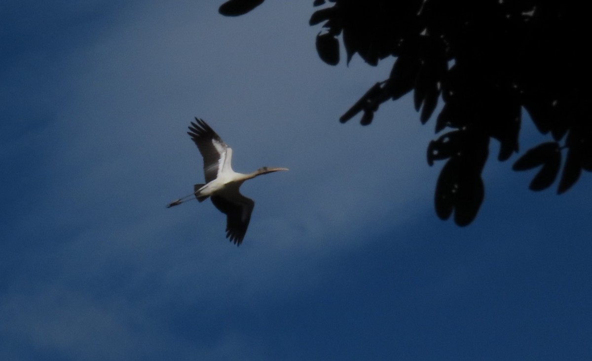 Wood Stork - ML644604862
