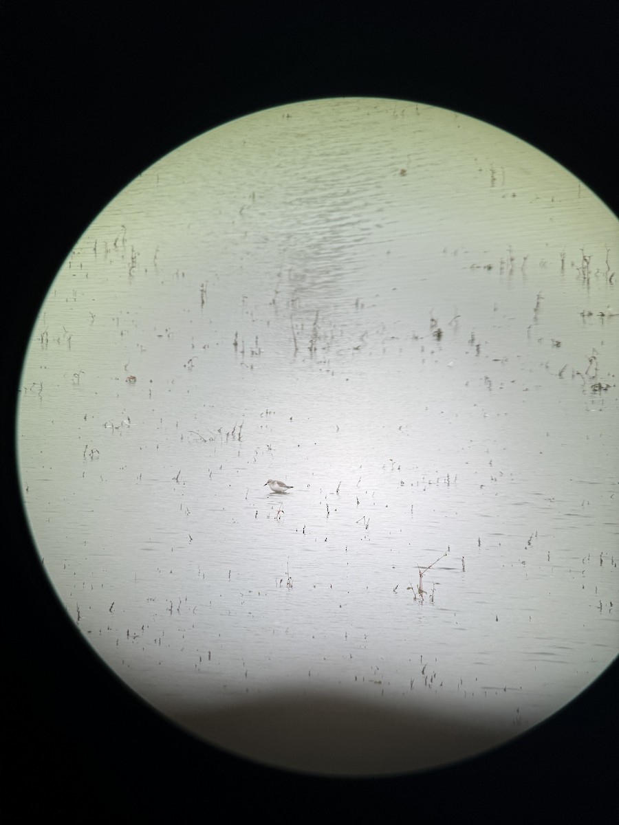 Little Stint - ML644604863