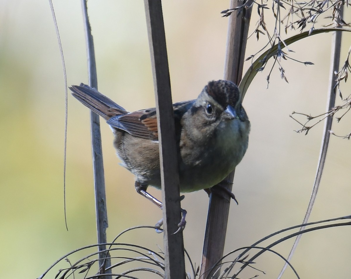 Swamp Sparrow - ML644604864