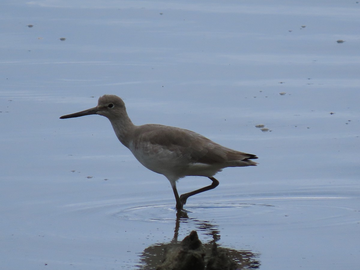 Willet - ML644604867