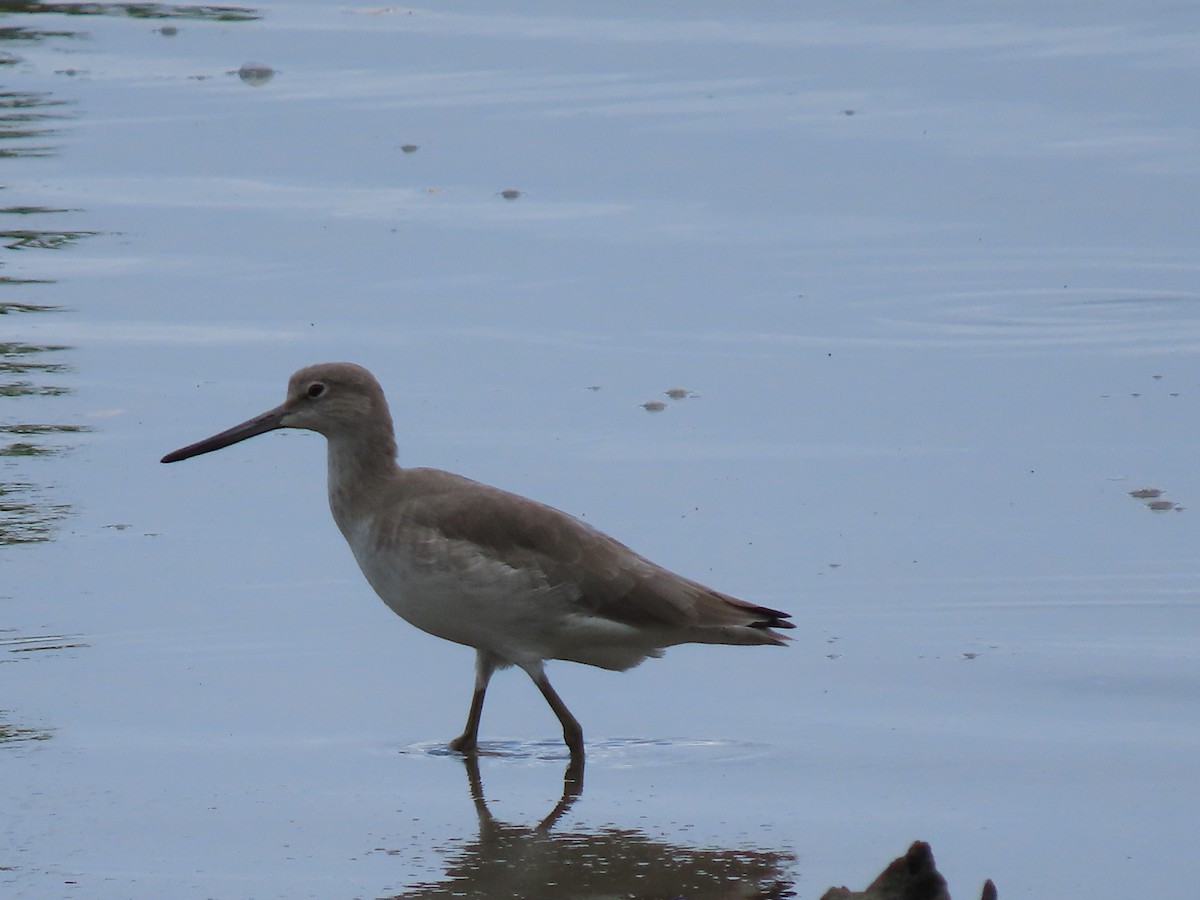 Willet - ML644604868