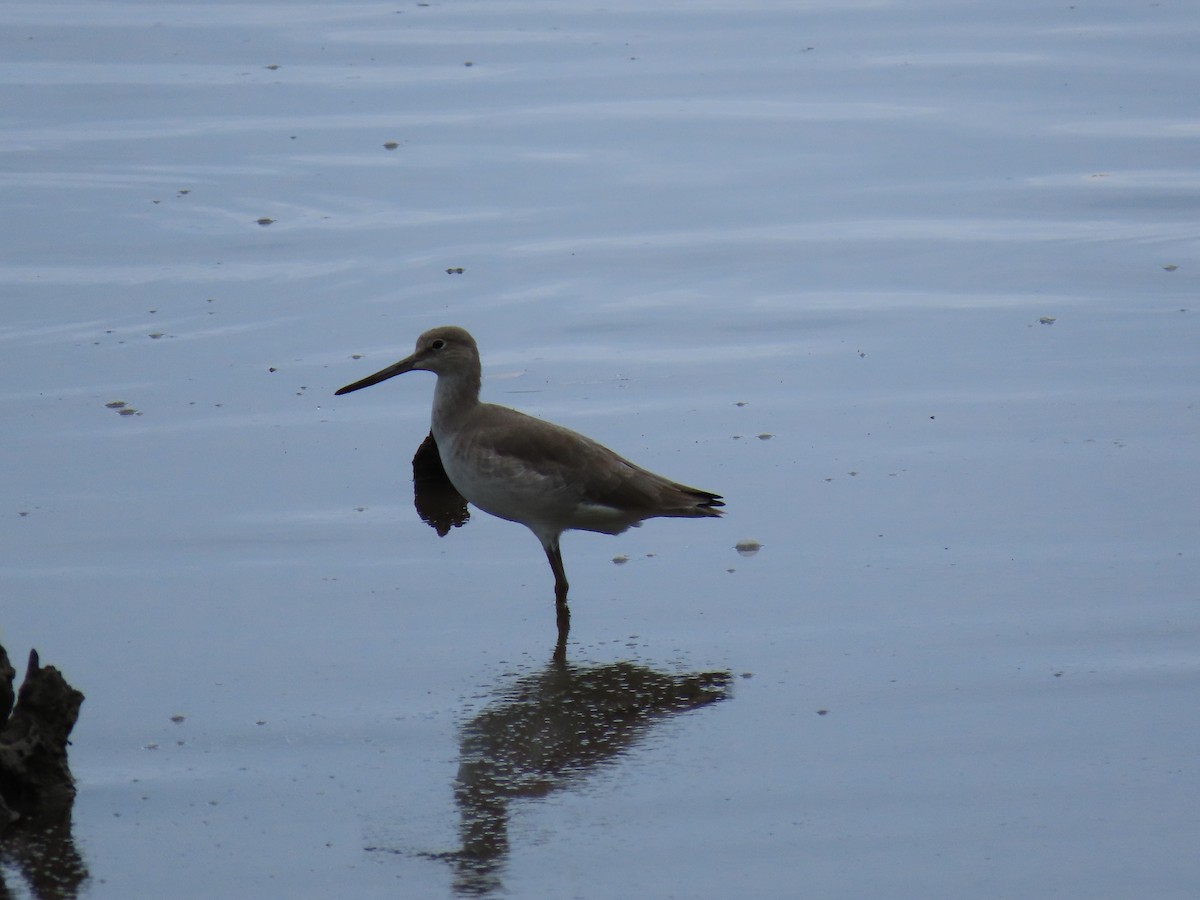 Willet - ML644604869
