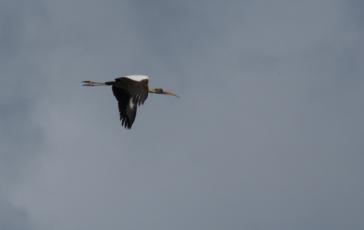 Wood Stork - ML644604872