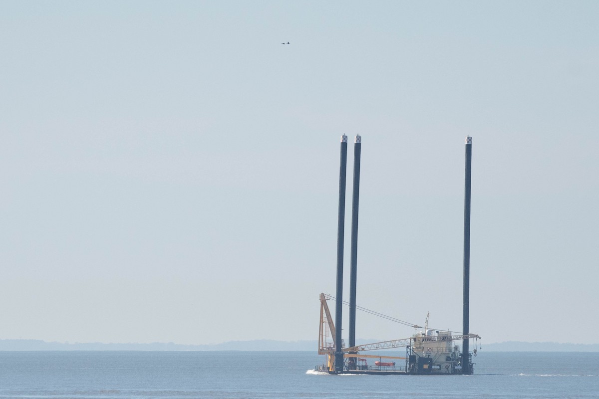 ringgås - ML644604876