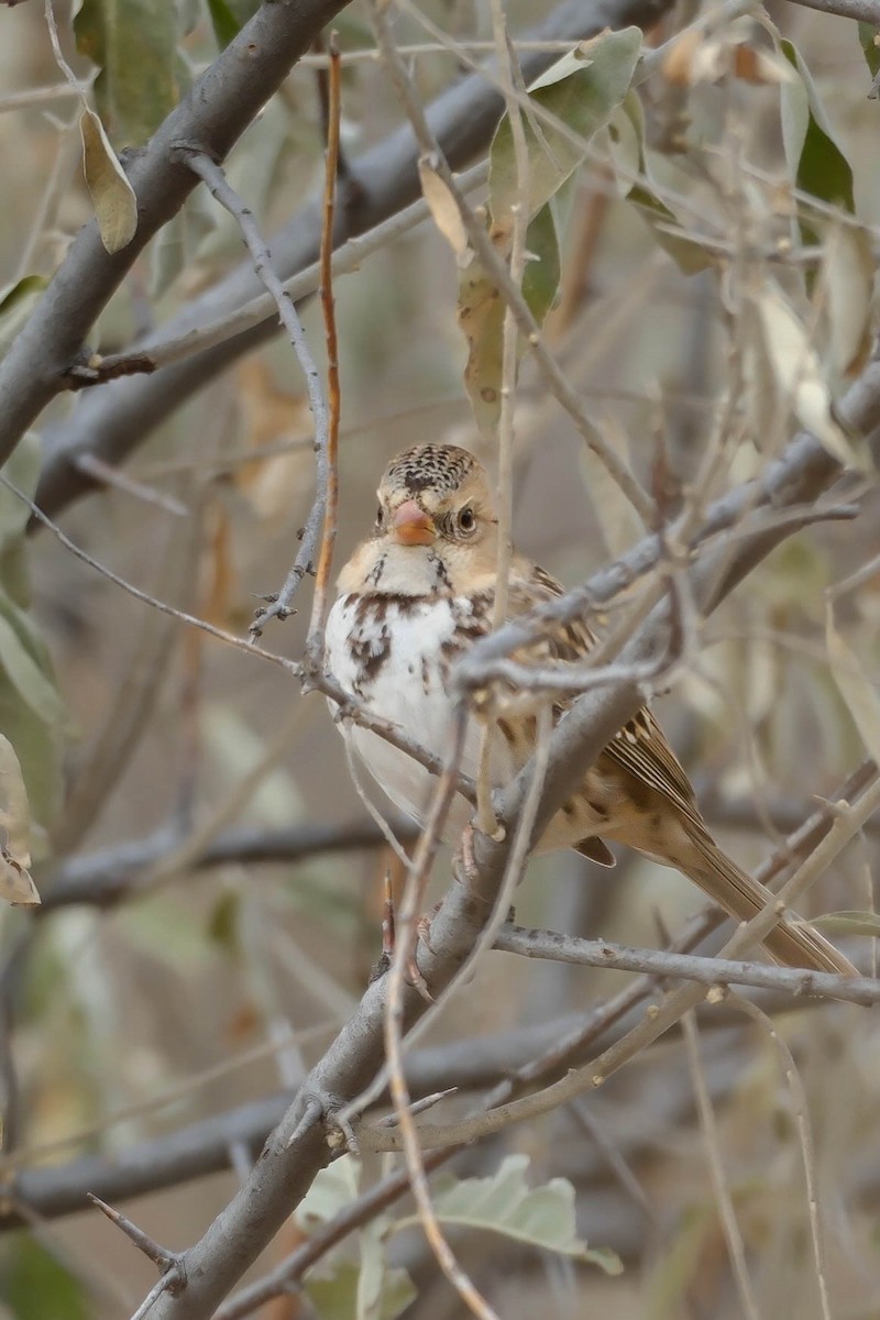 Harris's Sparrow - ML644604877