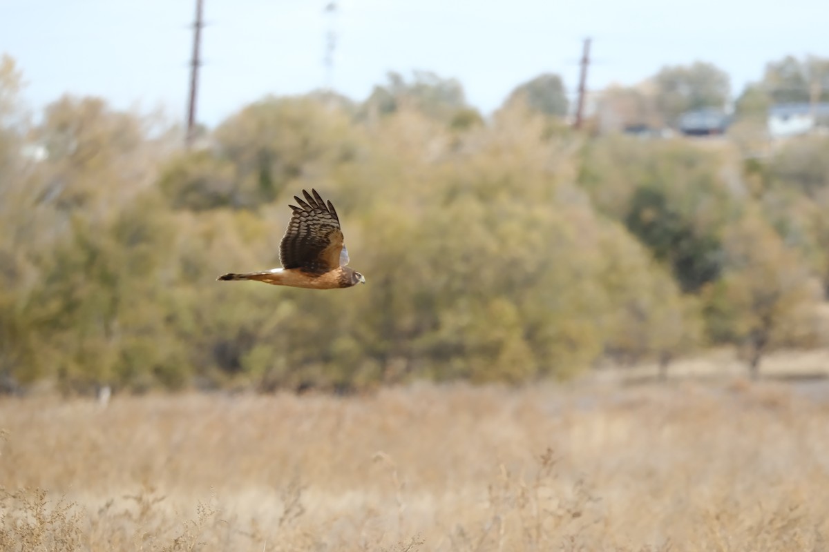 Northern Harrier - ML644604893