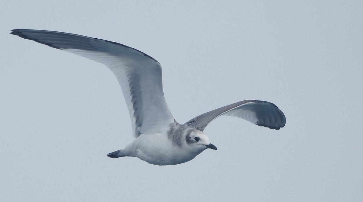 sabinemåke - ML644604895