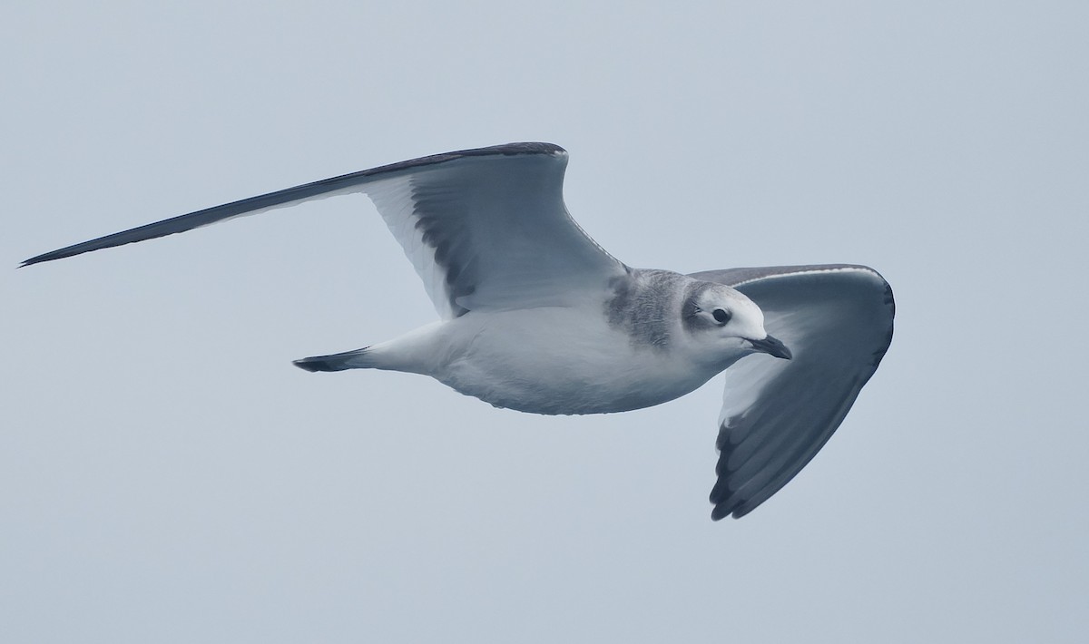 sabinemåke - ML644604898