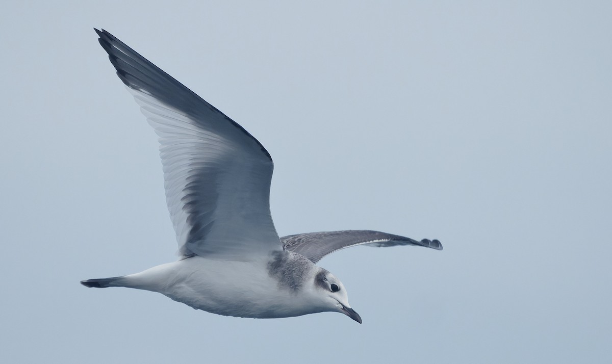 sabinemåke - ML644604899