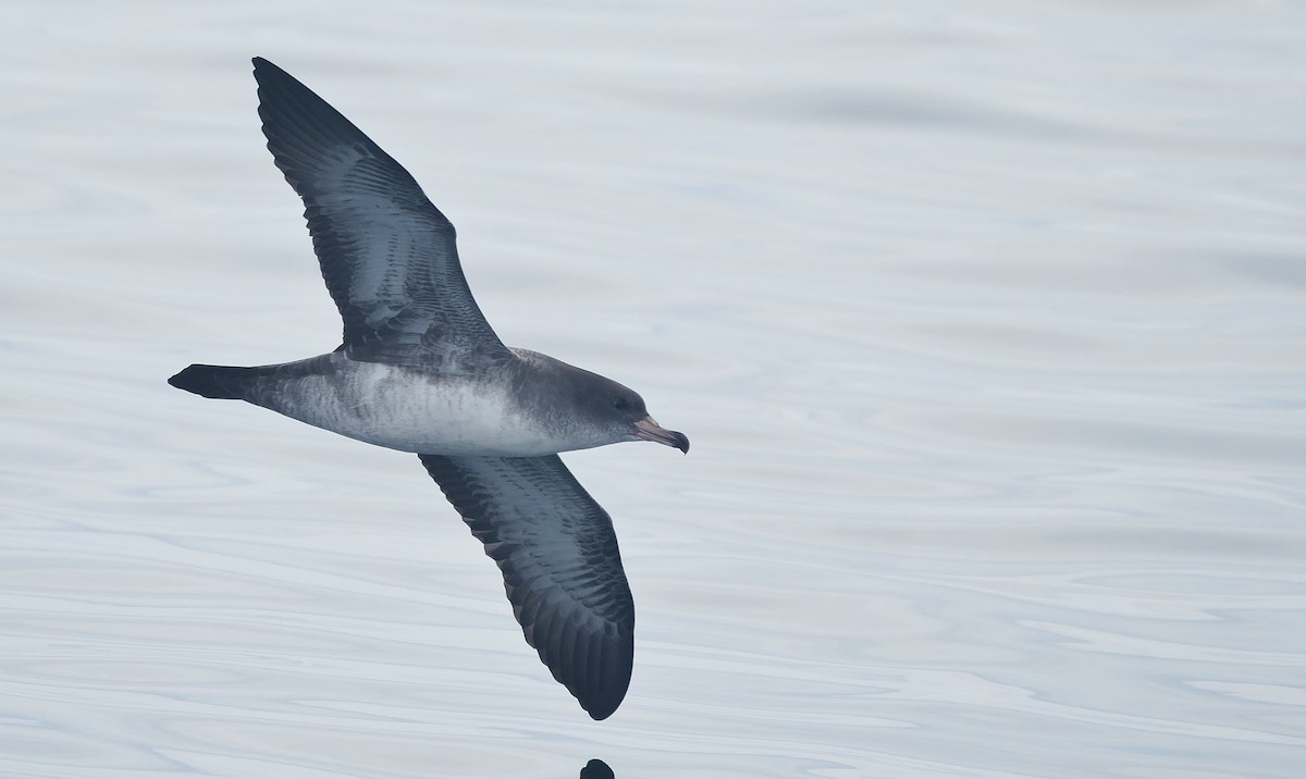 Pink-footed Shearwater - ML644604908