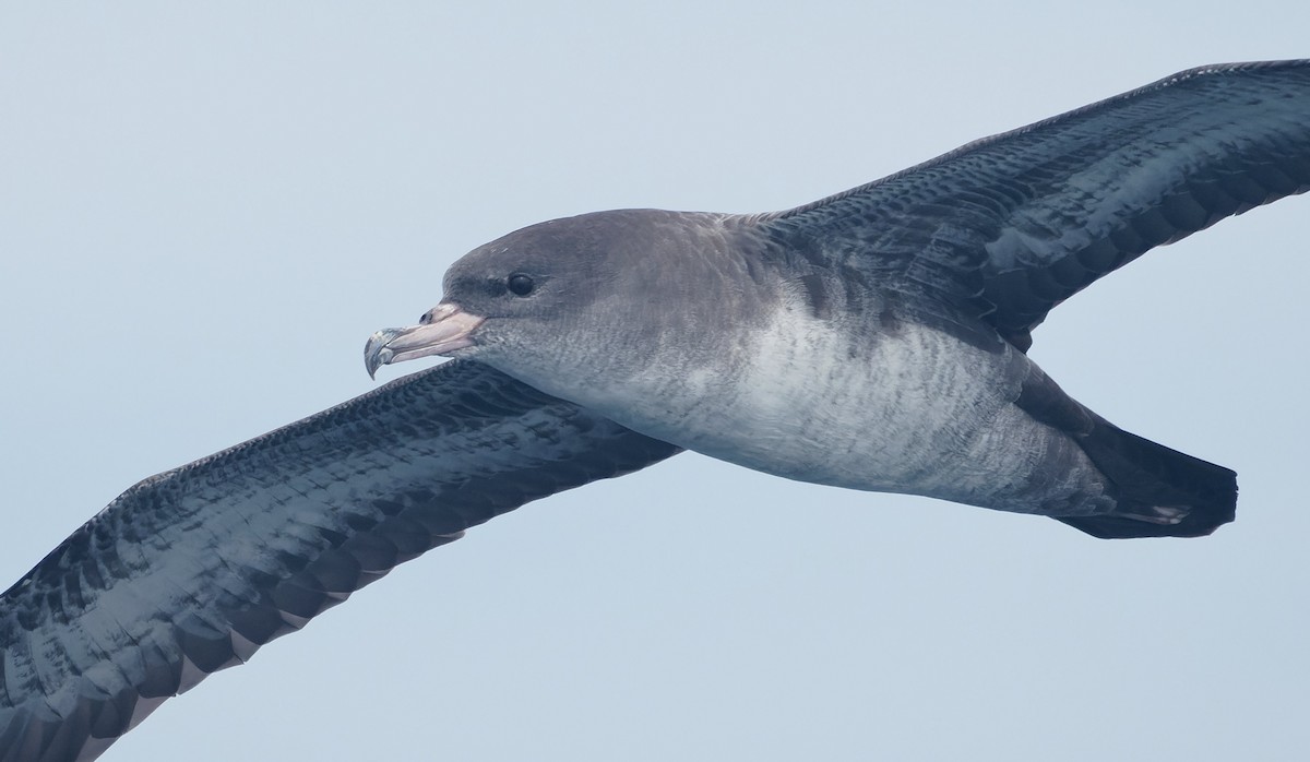 יסעור ורוד-רגל - ML644604909