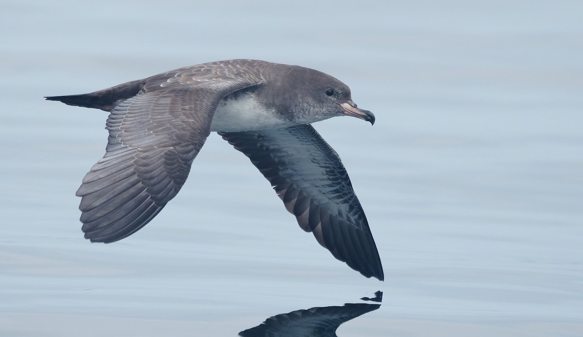 יסעור ורוד-רגל - ML644604910