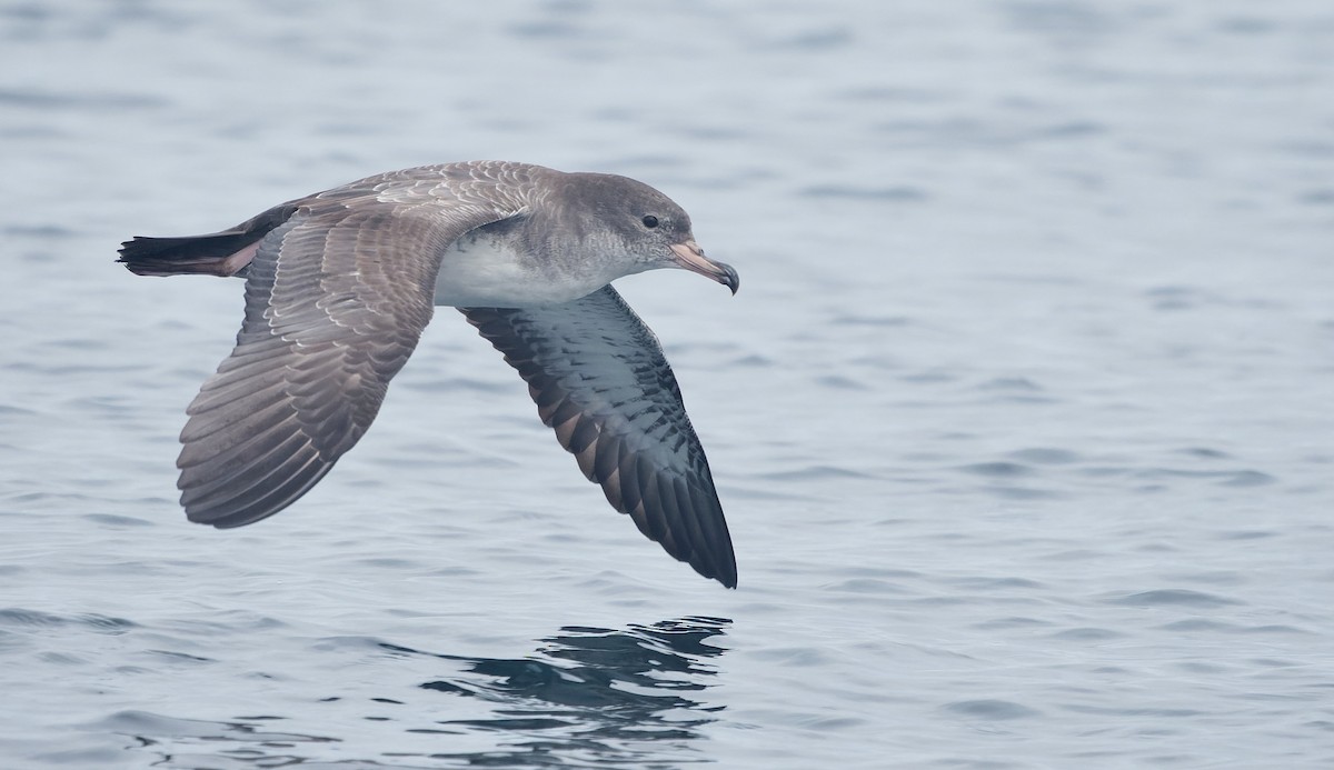Pink-footed Shearwater - ML644604911