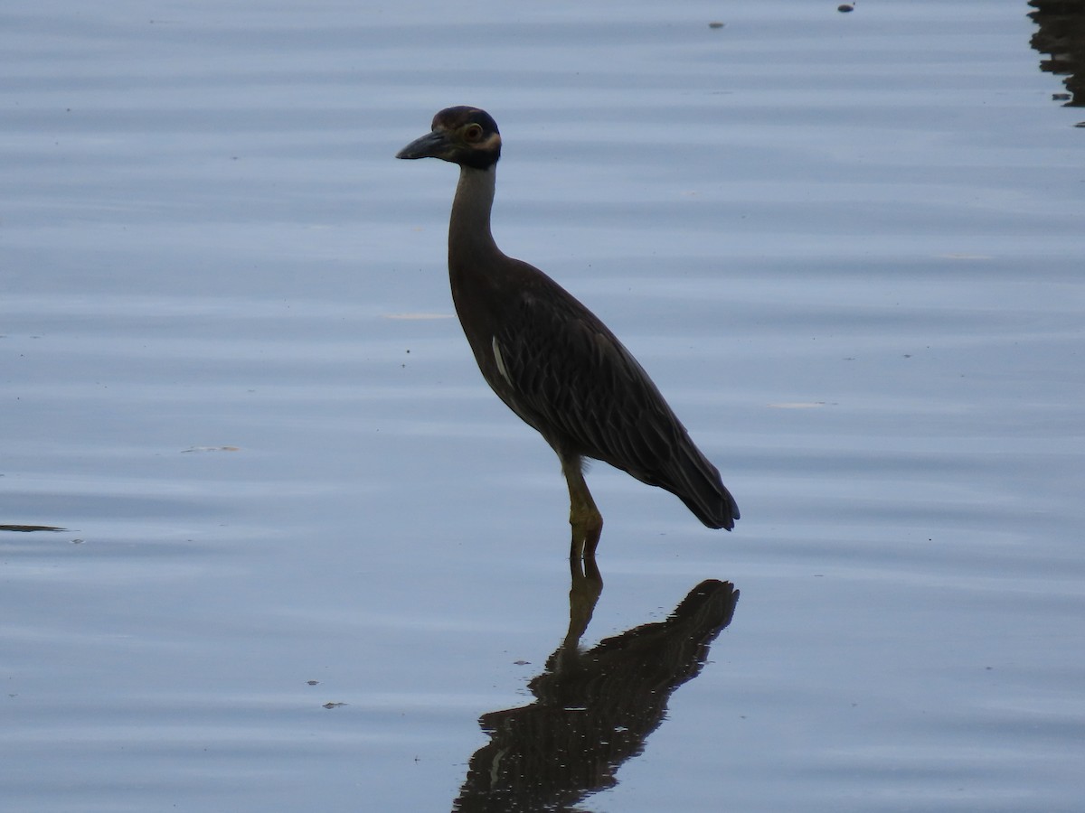 Yellow-crowned Night Heron - ML644604914