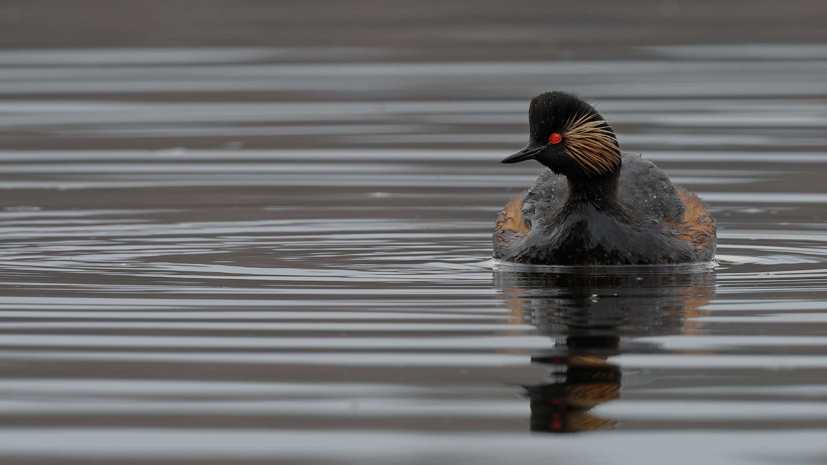 Eared Grebe - ML644604915