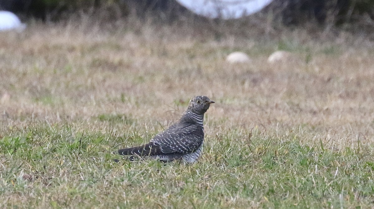 Common Cuckoo - ML644604916