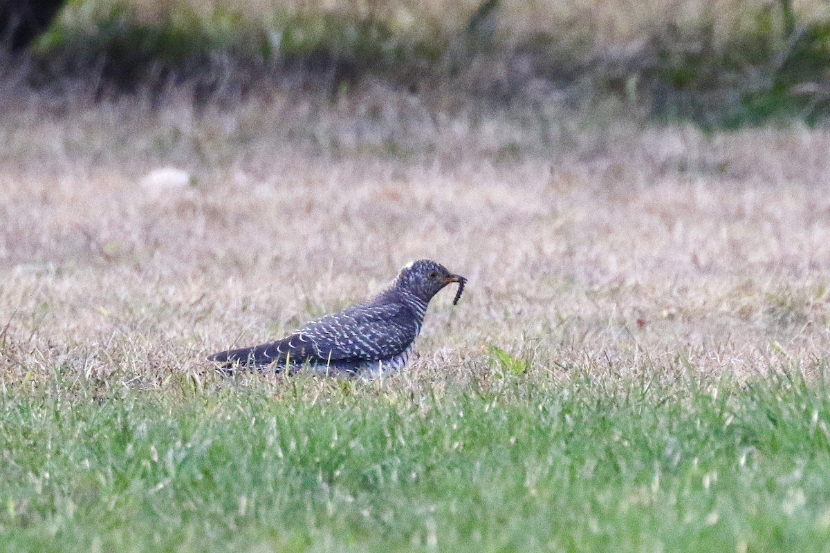 Common Cuckoo - ML644604917