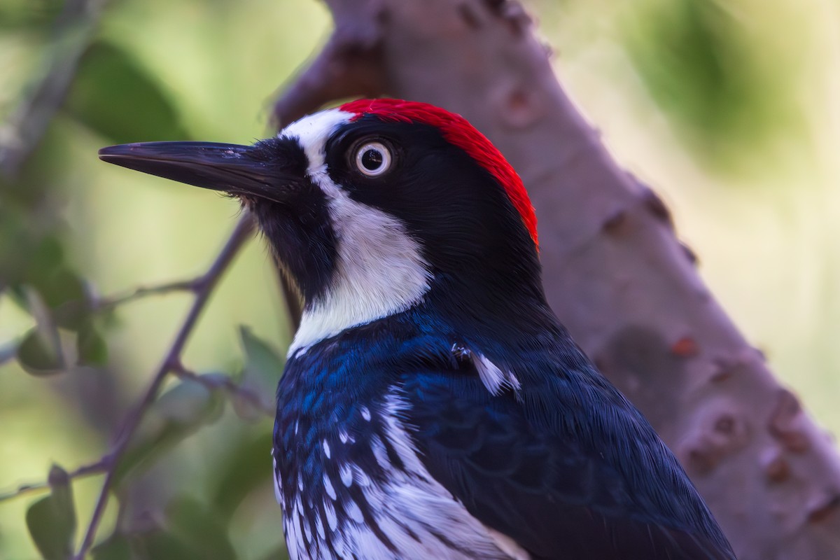 Acorn Woodpecker - ML644604918