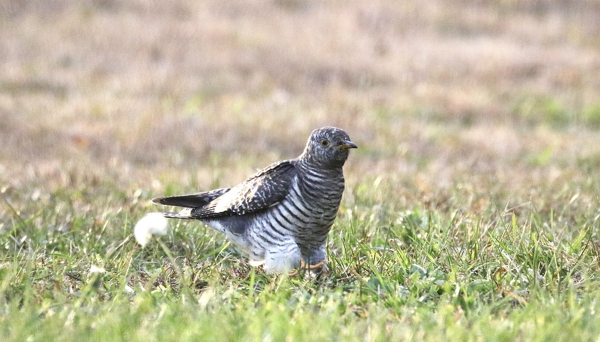 Common Cuckoo - ML644604919