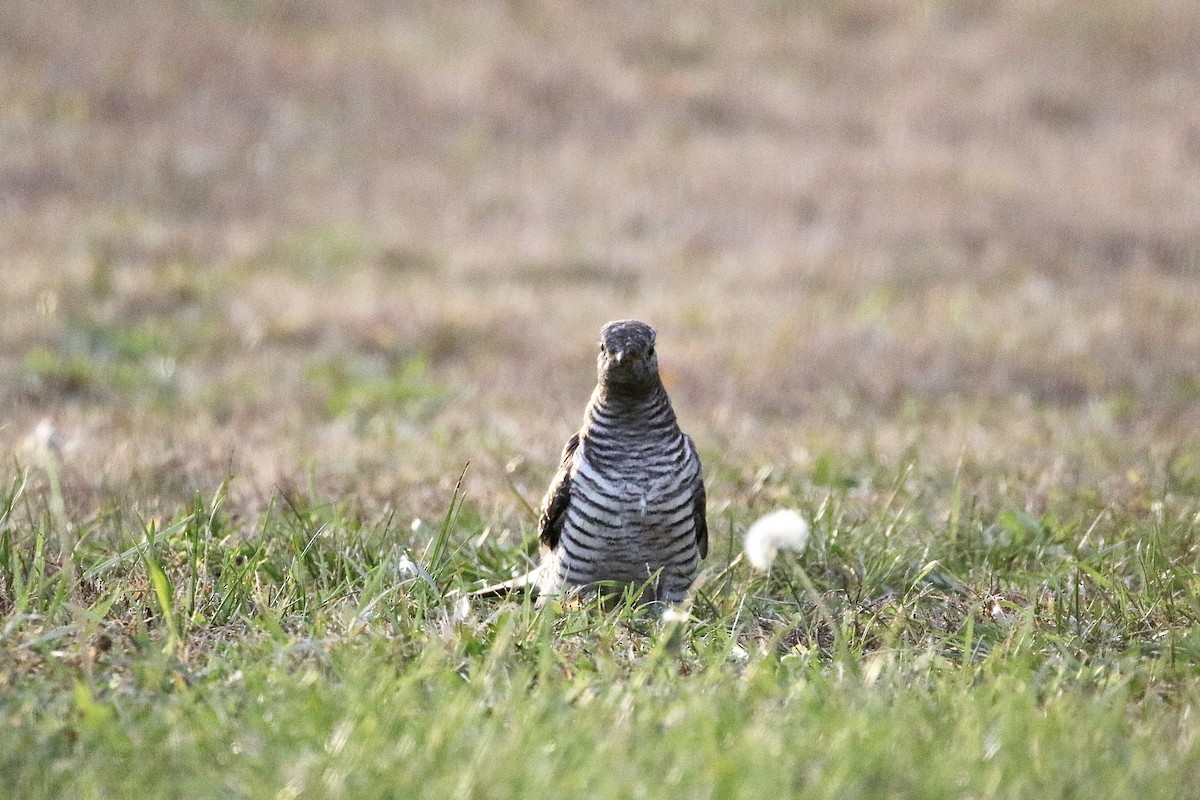 Common Cuckoo - ML644604920