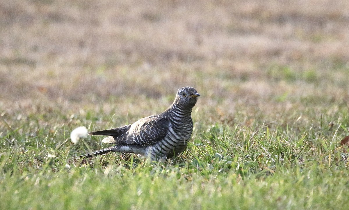 Common Cuckoo - ML644604921