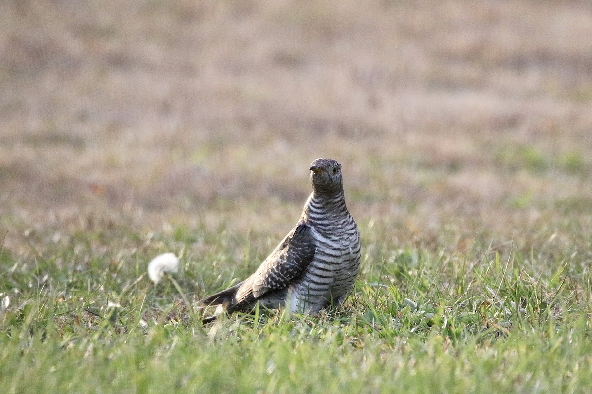 Common Cuckoo - ML644604922