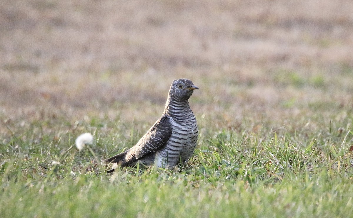 Common Cuckoo - ML644604923