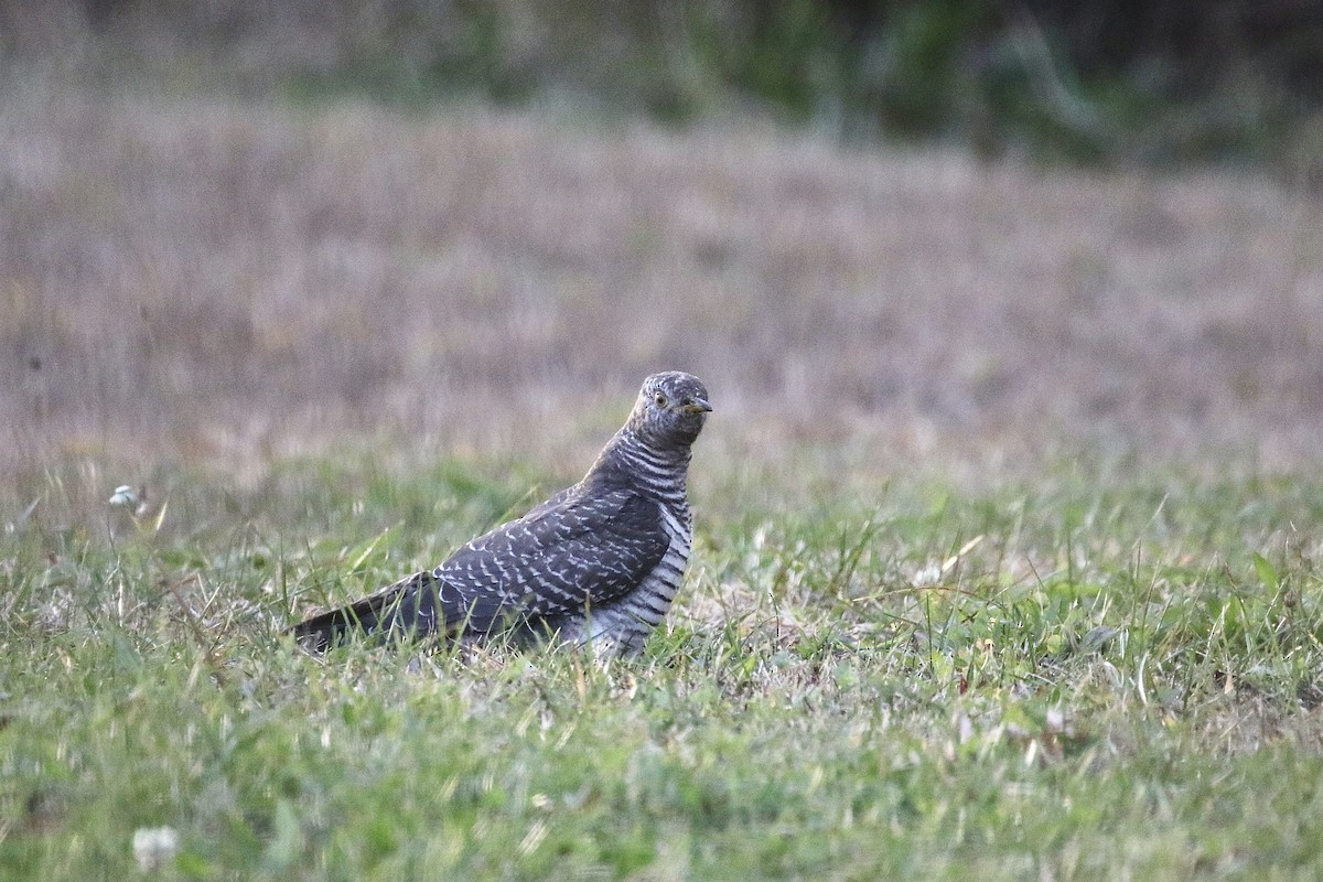 Common Cuckoo - ML644604924