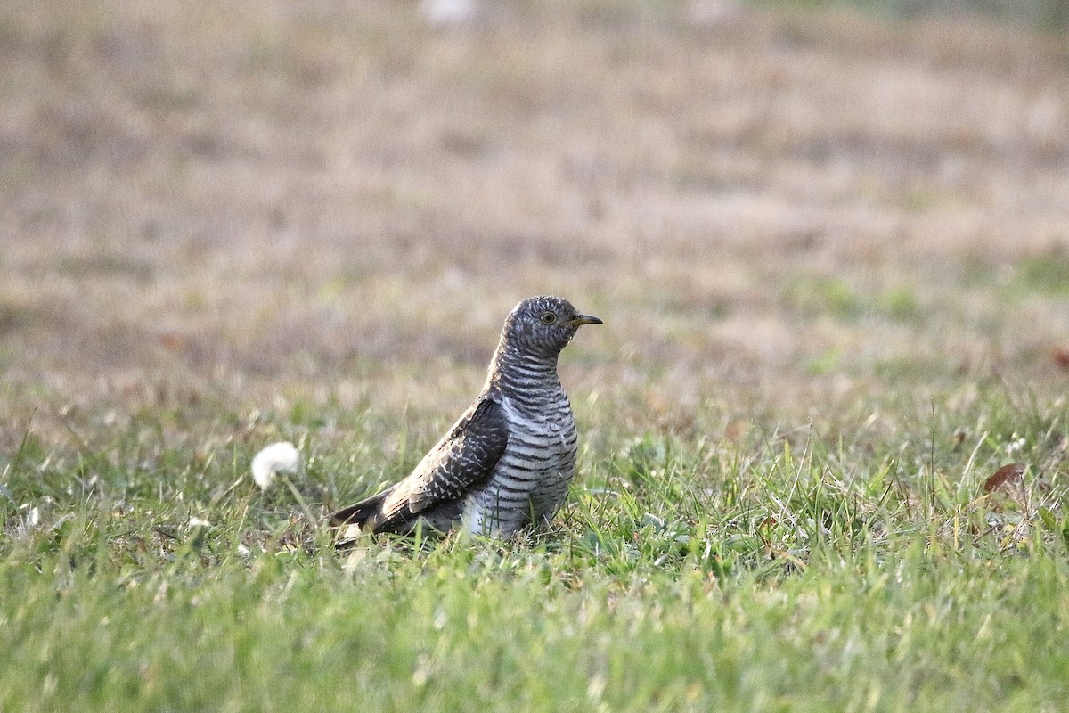 Common Cuckoo - ML644604925